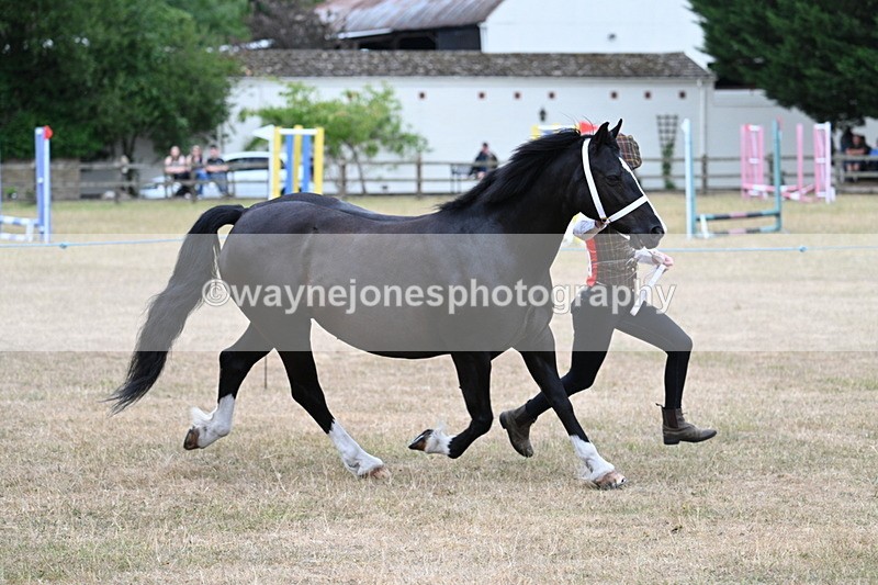 WJ7_8432 - Class 4 Prettiest Mare up to 14.2hh