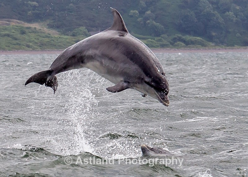 Astland Photography, Bird and Wildlife Images, Susan and Peter Wilson, U.K.