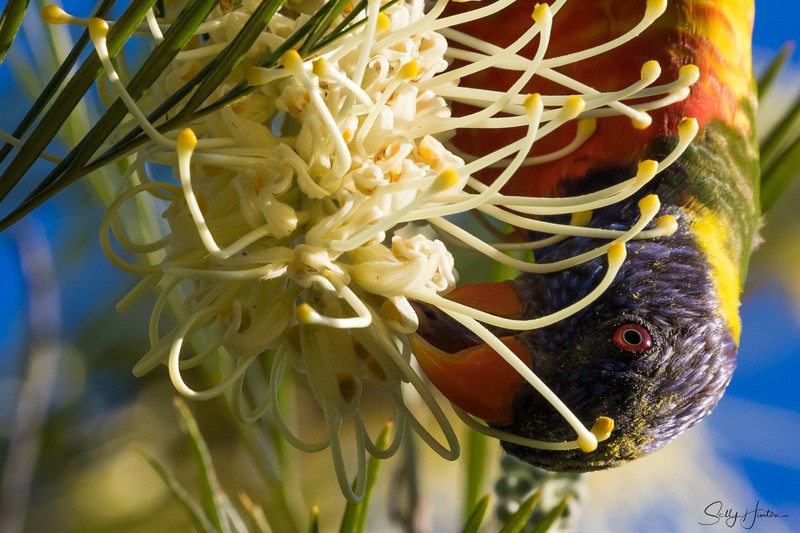 Lorikeet with nectar 4