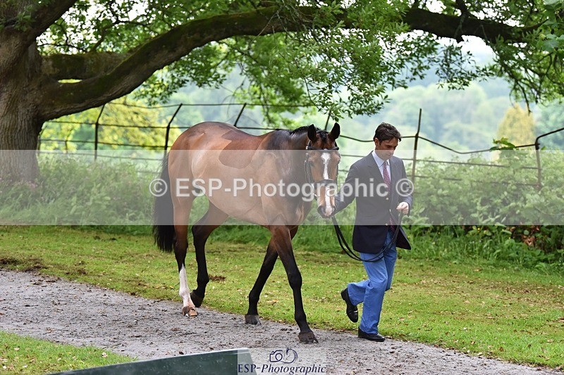 240522-164832-01172 - 222-KILCANNON_SENSATION-Harry_Meade