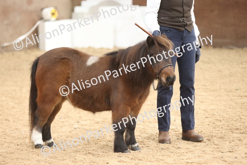 20251109-0330 - Class 13 - Mares 4 Years and Over