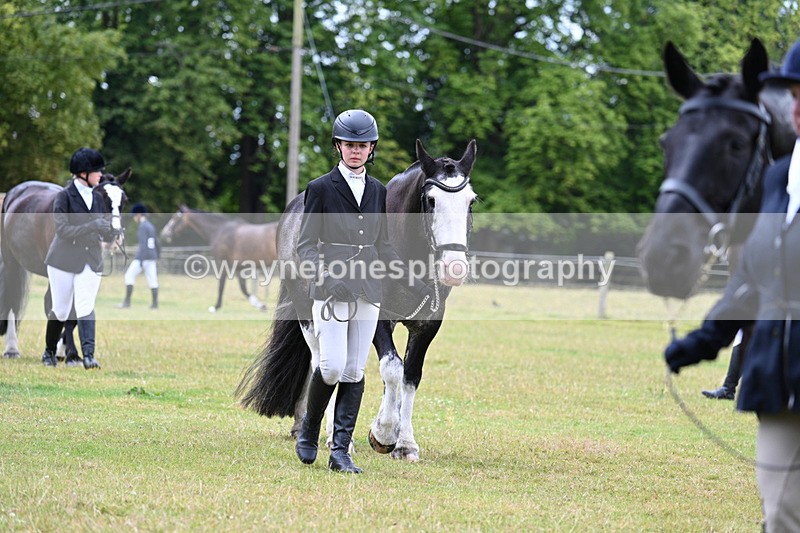 WJ7_6927 - Class 5a Most Handsome Gelding in Hand