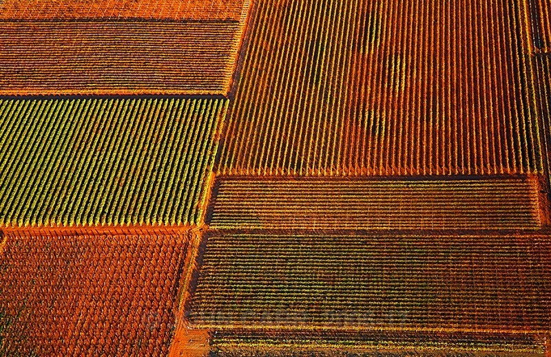 Autumn Vines-3861 from a Hot-Air Balloon. - AERIAL PHOTOS