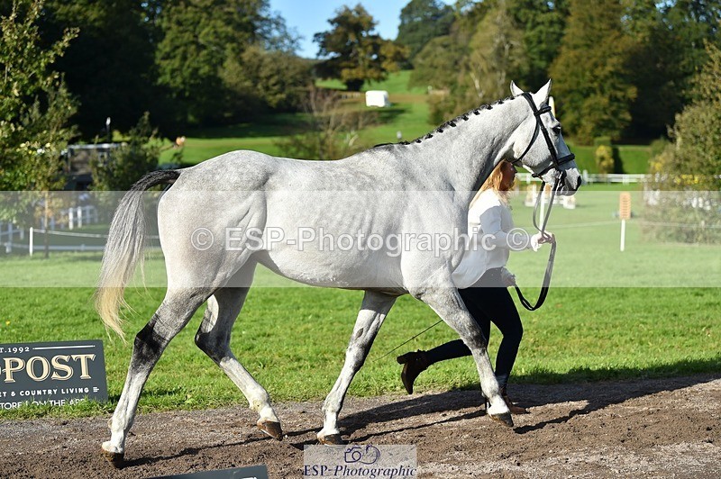 231022-112246-23921 - 557-KILBALLYBOY.SURPRISE-Courtney.Romcke-TrotUp+SJ