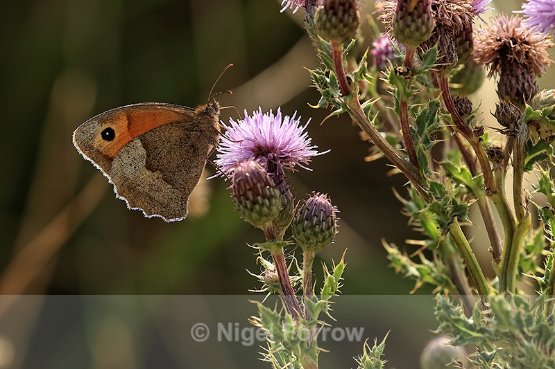 Meadow Brown (female) back lit feeding on Creeping Thistle, Dorset - INSECTS