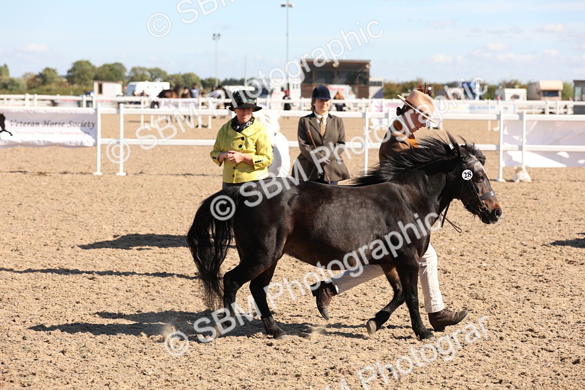 SBM_12935 - Class 206 - IH Non Show Type Pony