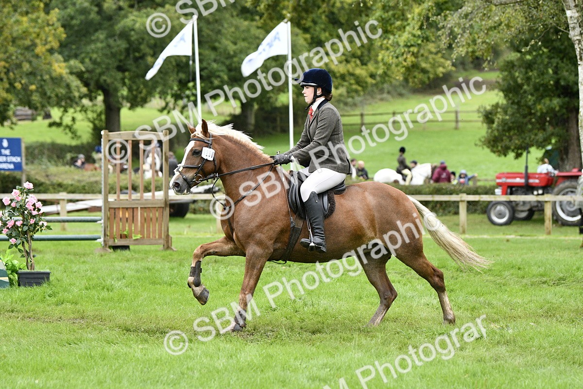 SBM_41377 - S32 - Mountain & Moorland Working Hunter Pony