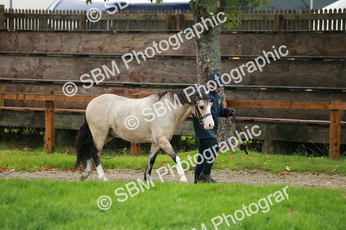 SBM_34923 - S10 - Best In Hand Horse & Pony