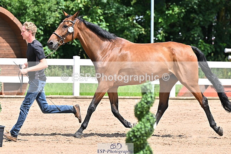 240718A-105251-01251 - Trot Up 12pm to 1pm