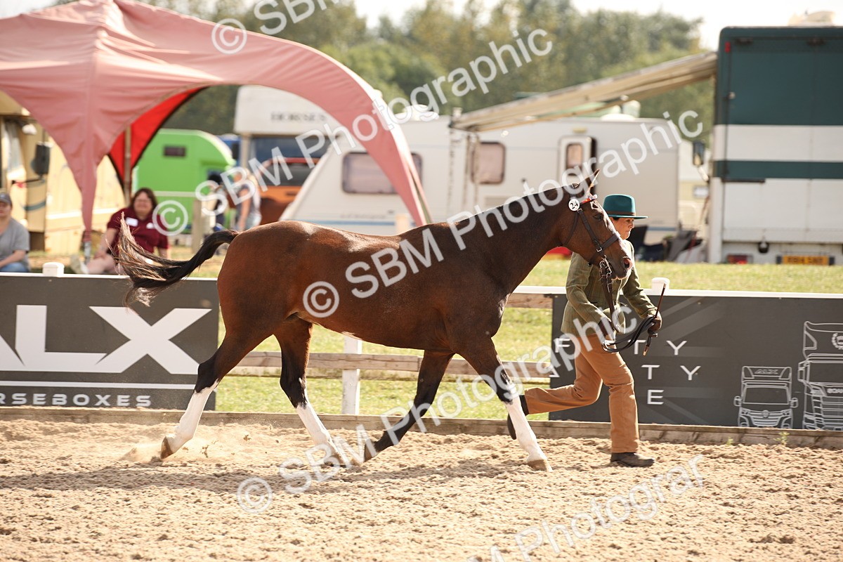 SBM_08198 - Class 27 - IH Competition Horse-Pony