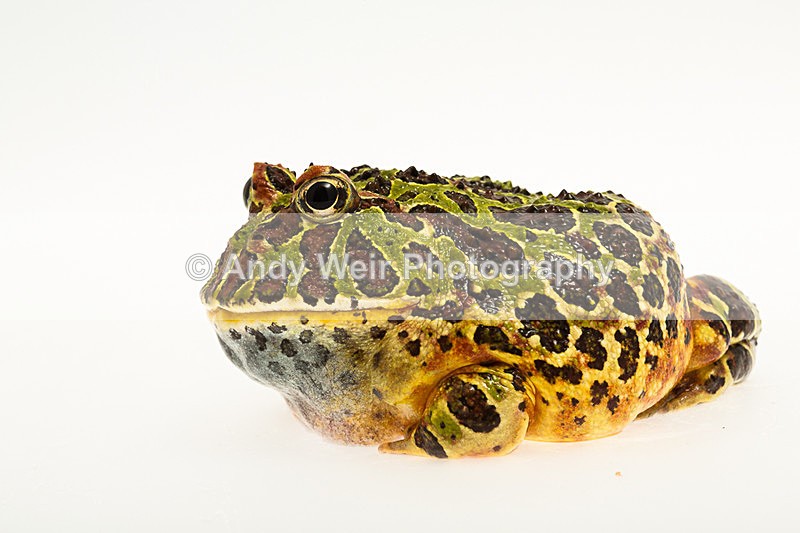 20140325-3K8A9456 - Frogs & Toads