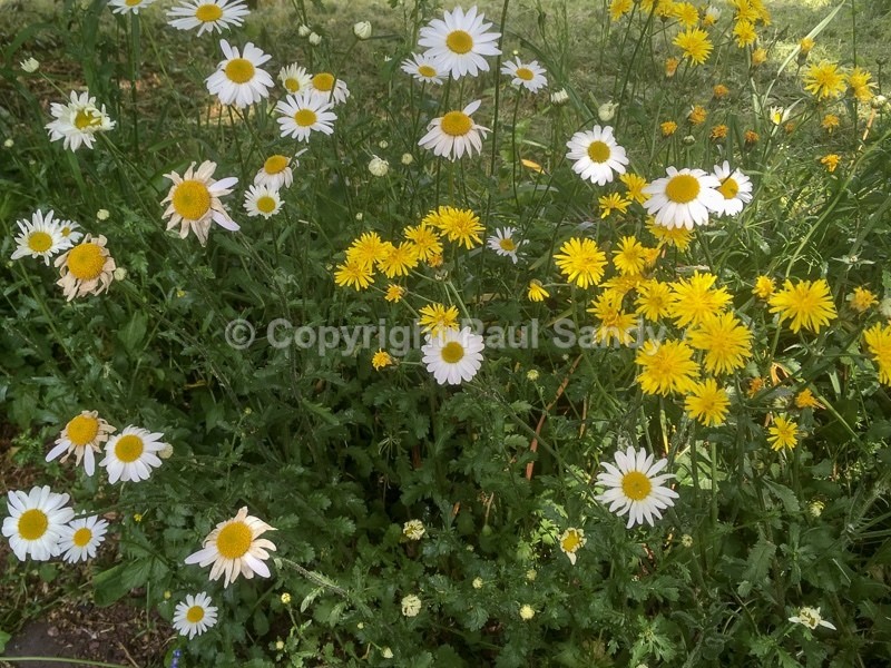An original photograph by Paul Sandy - paulsandy.co.uk - Recent