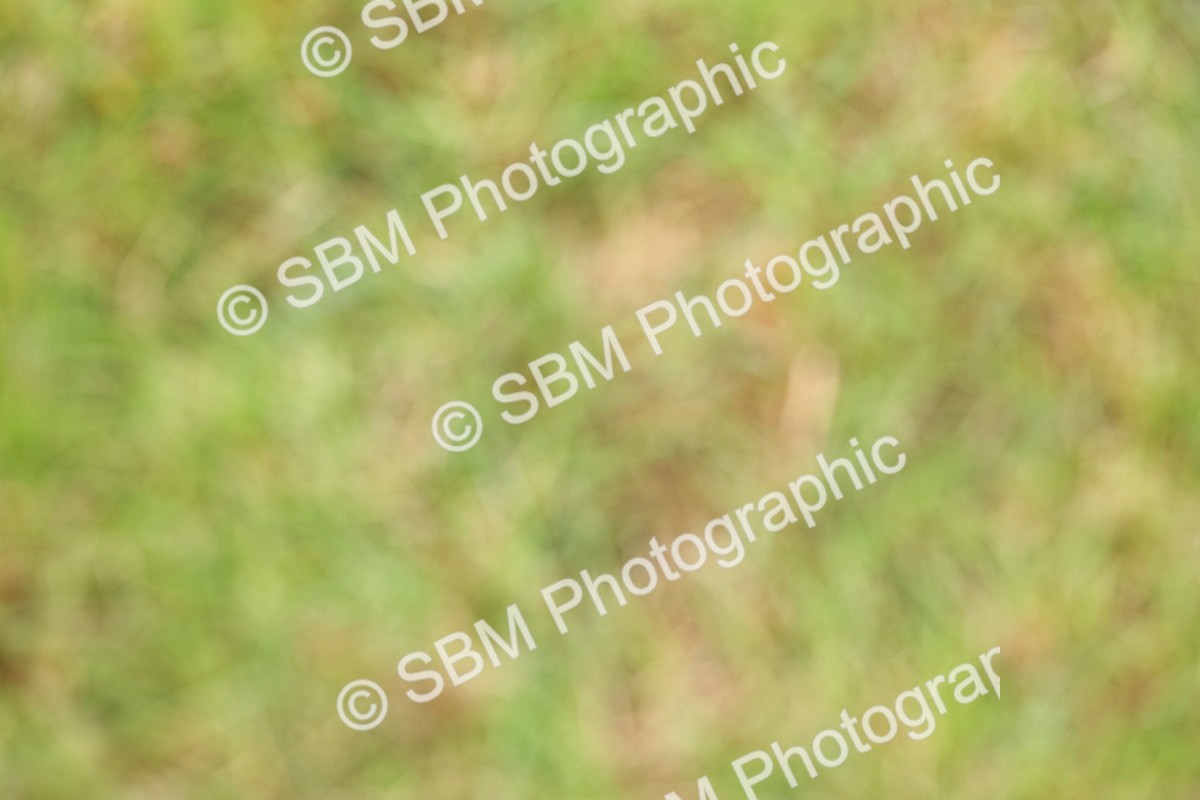 SBM_02791 - Class 9-11 Side Saddle including LIHS Rising Star Ladies Show Horse