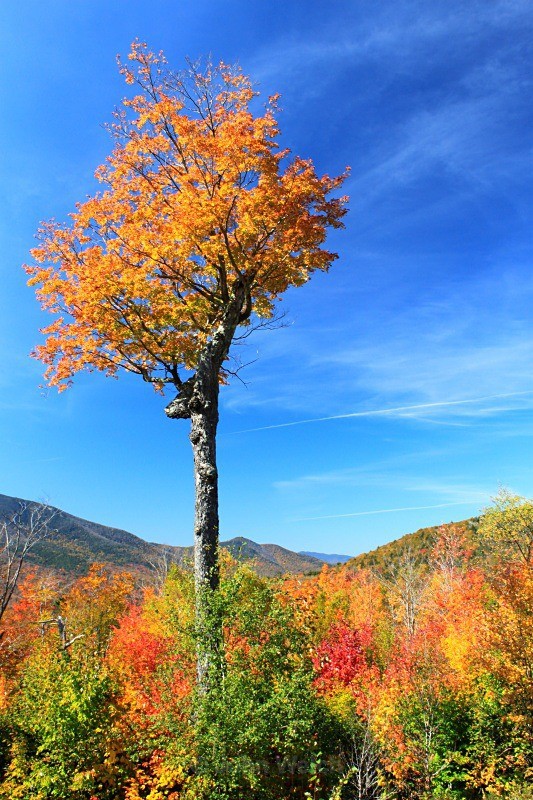 The Tree - Fall Foliage Season Transitions
