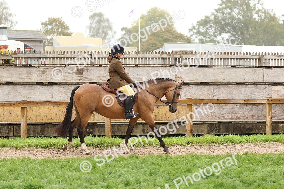 SBM_72971 - S63 Show Pony & Show Hunter Pony Ridden