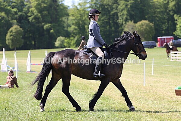 IMG_4154 - Working Hunter