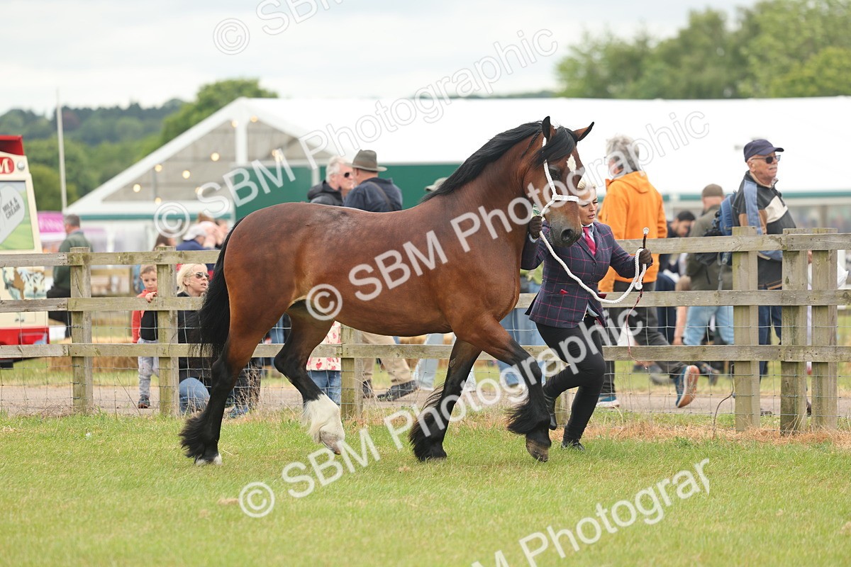 SBM_04878 - Class 50-57 - M&M Welsh Pony In Hand