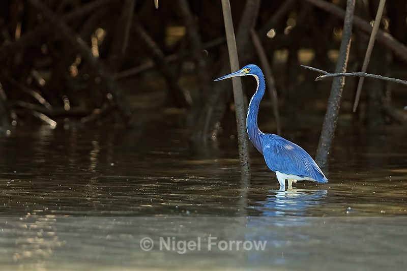 Tricolored Heron (adult), Costa Rica - Tricolored Heron