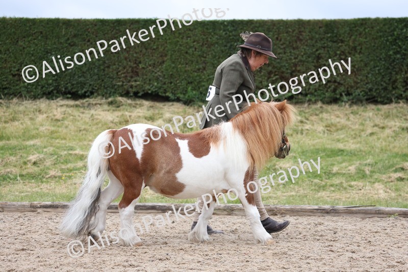 20250524-0415 - Class 5 - Minitures and Sheltands