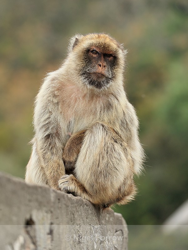 Barbary Macaque sitting on wall, Rock of Gibraltar - Monkey