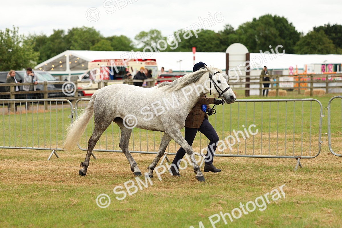 SBM_04272 - Class 64-67 - Shetland Pony In Hand