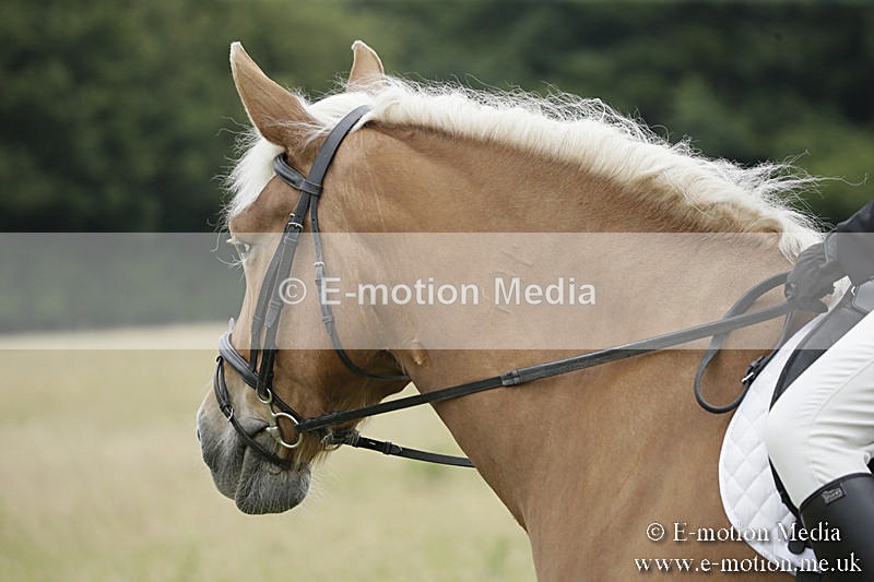 B230619-0915 - Bourne Valley Riding Club Summer Show 23/06/19