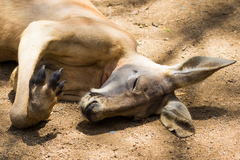 Sleeping Kangaroo