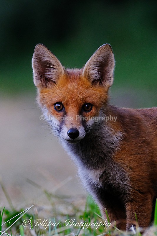  - Wildlife and Nature