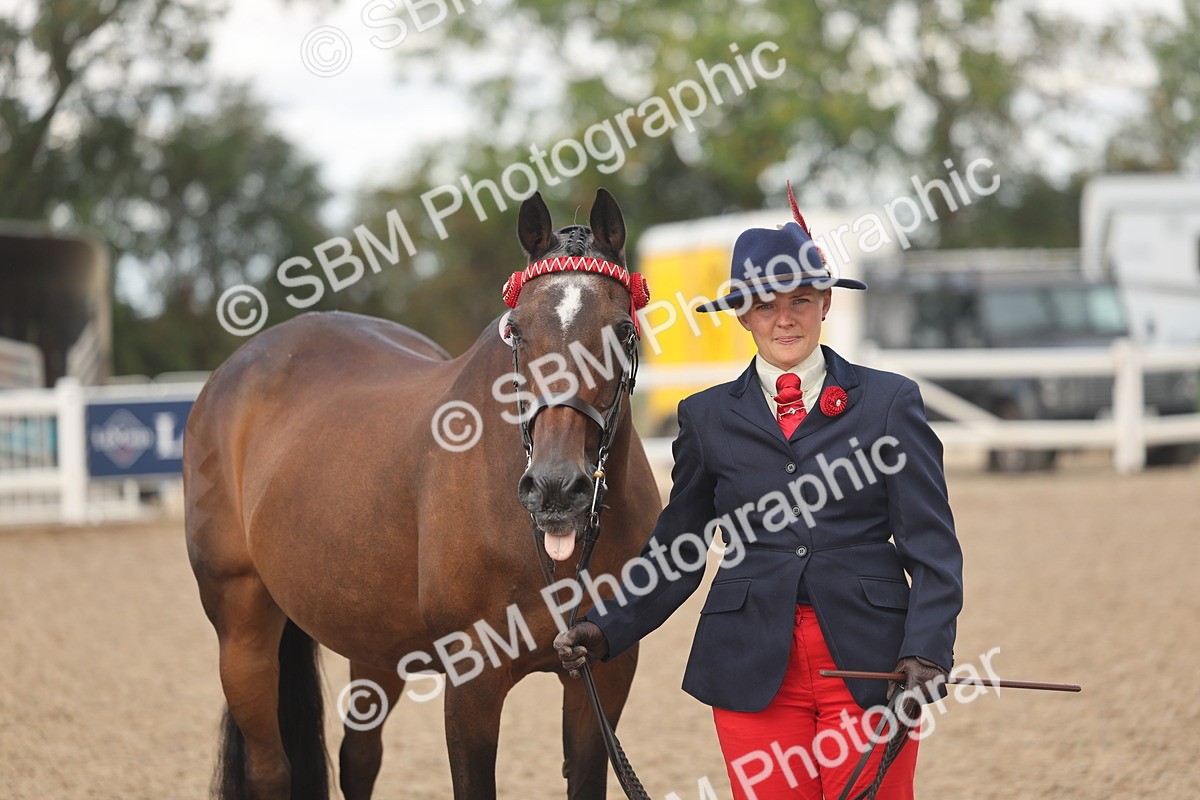 SBM_04368 - Class 17 - Prettiest Mare (IH or Ridden)