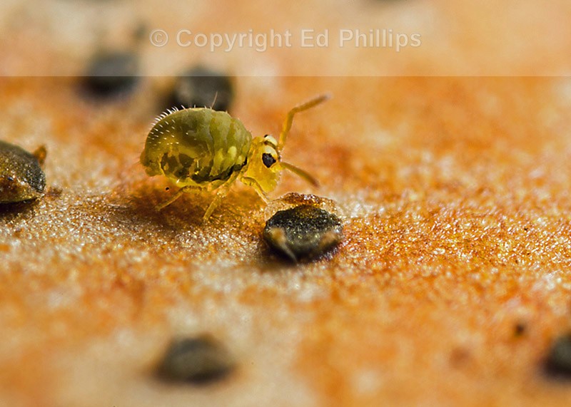 Sminthurinus aureus