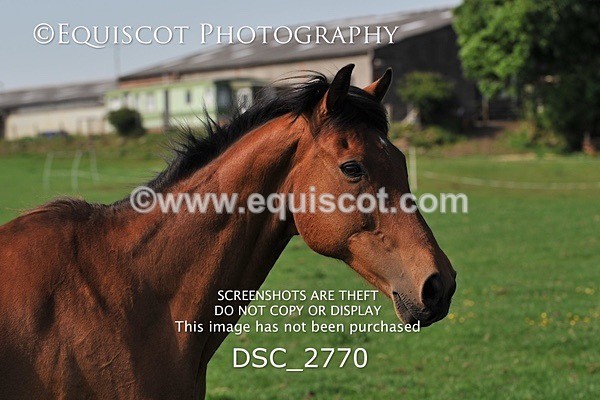 DSC_2770 - ARCHIVE REQUEST - Quincy and Guinness