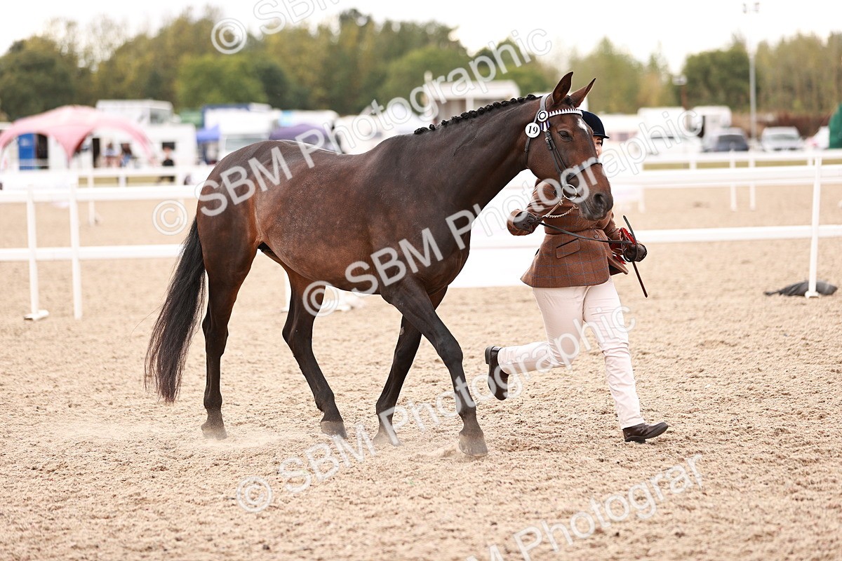 SBM_16157 - Class 411 - Prettiest Mare - (IH or Ridden Adult)