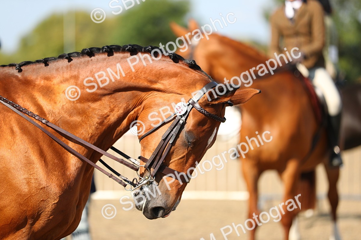 SBM_02268 - Class 43 Ridden Competition Horse/Pony