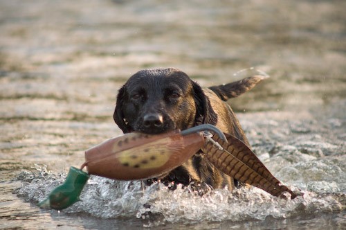 26 - Heney Gundogs