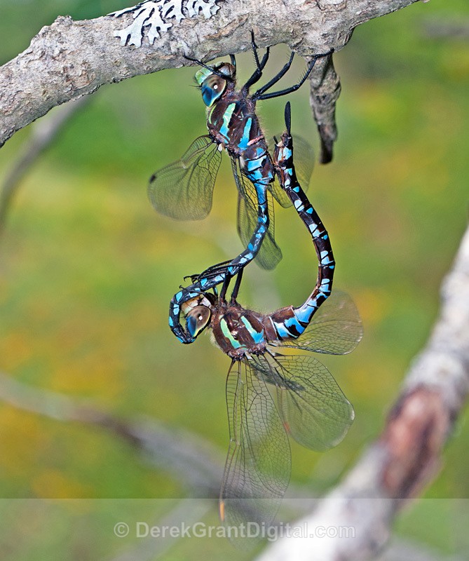 Lance-tipped Darner (mating pair) - Dragonflies of Atlantic Canada