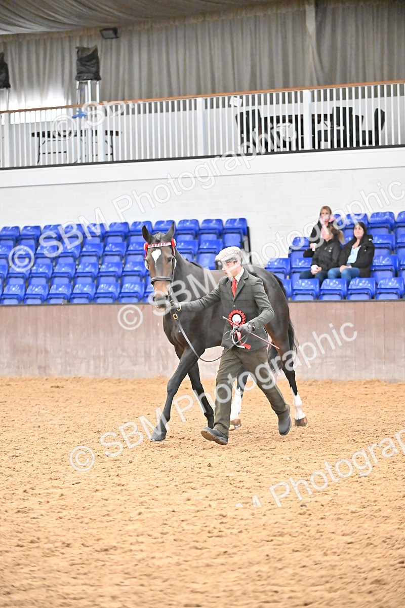 SBM_000779 - Class 16 - In Hand Showing Supreme Championships