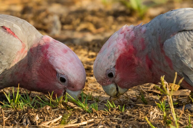 Juvenile Siblings - Galahs
