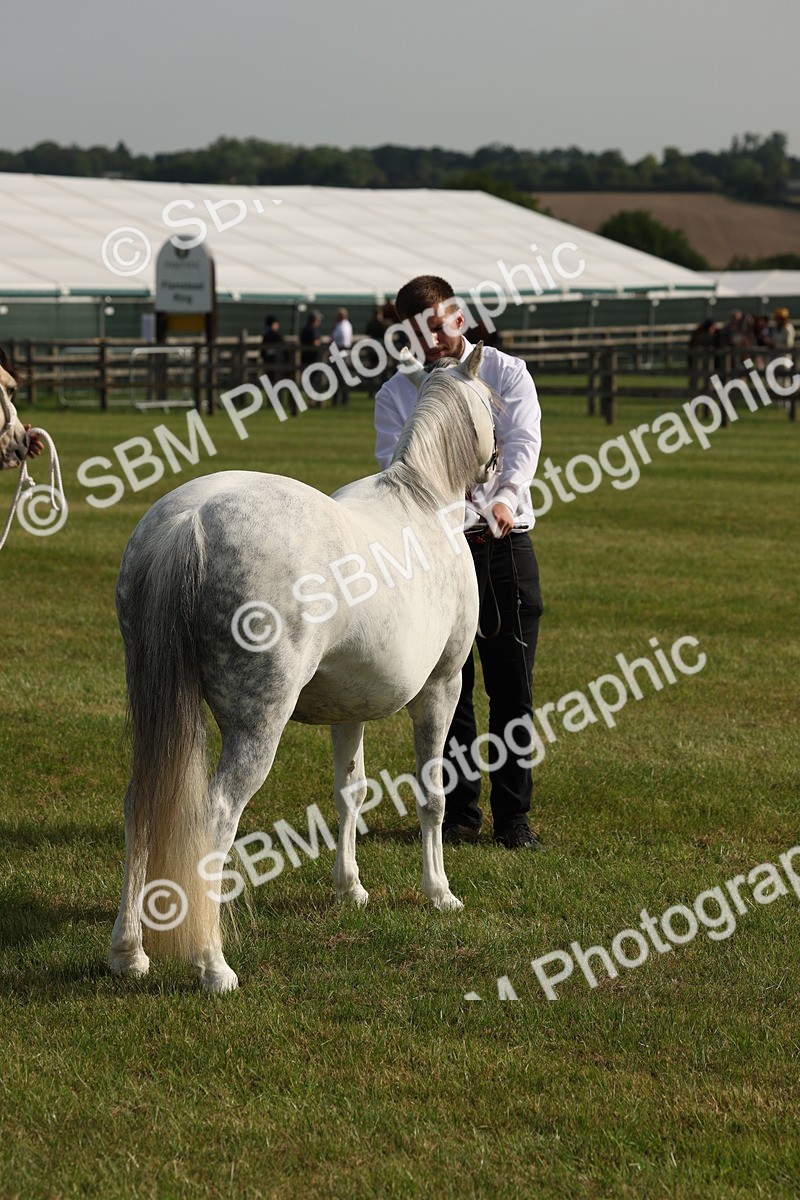 SBM_00576 - Class 6-13 - Mountatin and Moorland In Hand Welsh Breeds