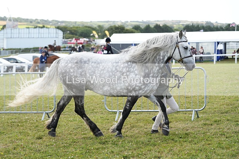 DSC05702 - Class 51: NPS M&M 4 years and over Large Breeds