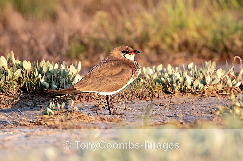 Collared Pratincole - Sinoe - Constanta