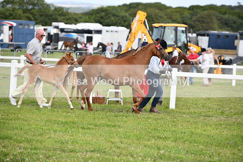 DSC_8458 - Class 69: Pure, Anglo & Part Bred In Hand Arab