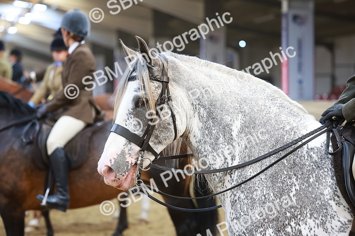 SBM_12499 - Class 103 - HOYS Veteran Qualifier - Ridden Pre Vet