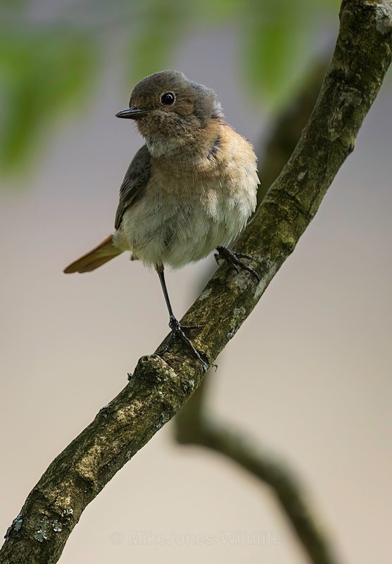 Common Redstart Female - REDSTARTS 2025
