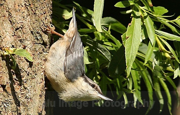  - OTHER WILDLIFE (UK)
