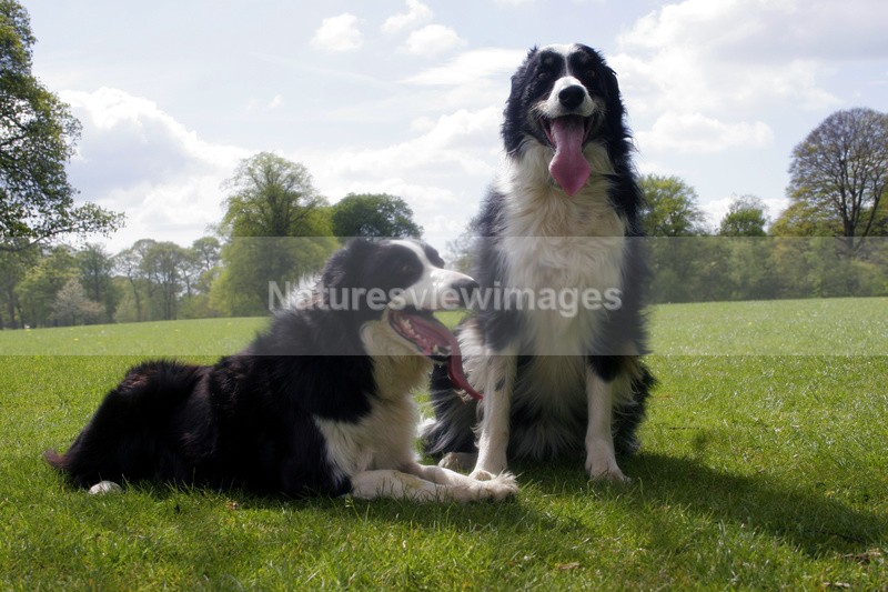 The pair 2 - Pet Photography