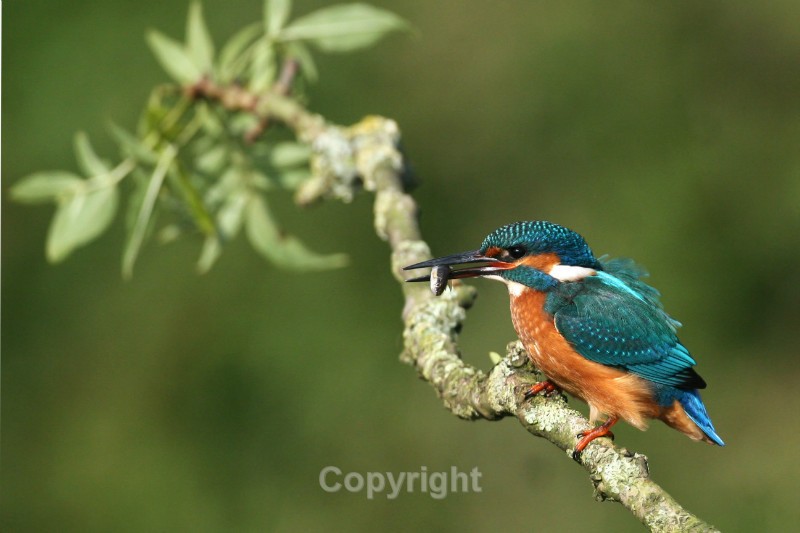  - Kingfishers