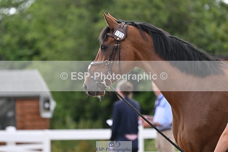 240717A-143544-02131 - Trot Up 2pm to 3pm - This folder is not in time order
