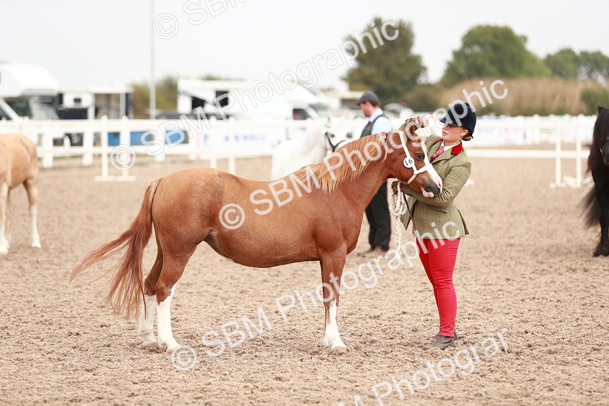 SBM_12536 - Class 207 IH M&M