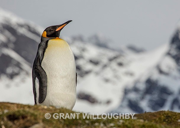 I said ....QUIET!!! - Antartica