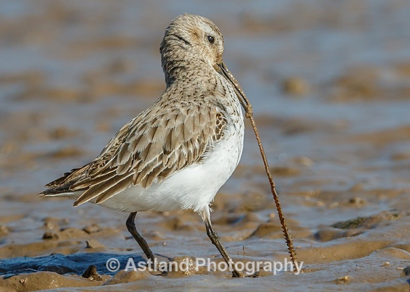 Astland Photography, Bird and Wildlife Images, Susan and Peter Wilson, U.K.